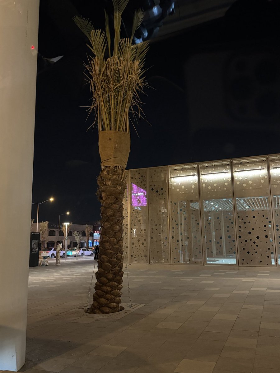 ليش نخله المفروض شجره لها ظل