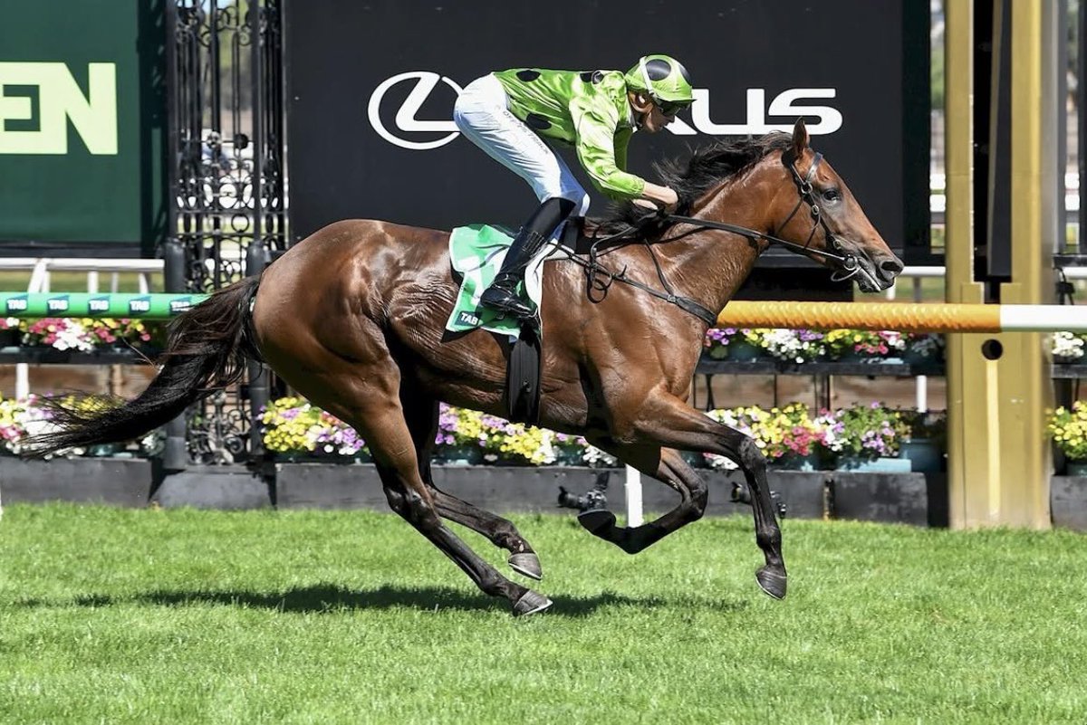 Good luck to all the connections of the LA tracked runners today across NZ and Aus!
#bigonwinning #supersaturdayofracing 

📸 Marble Arch - resuming today at Caulfield in the Gr.3 Cockram Stakes