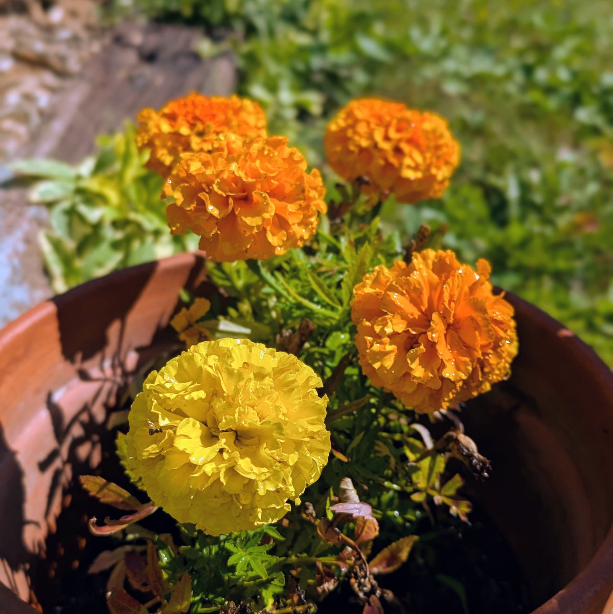 still summer on the back patio