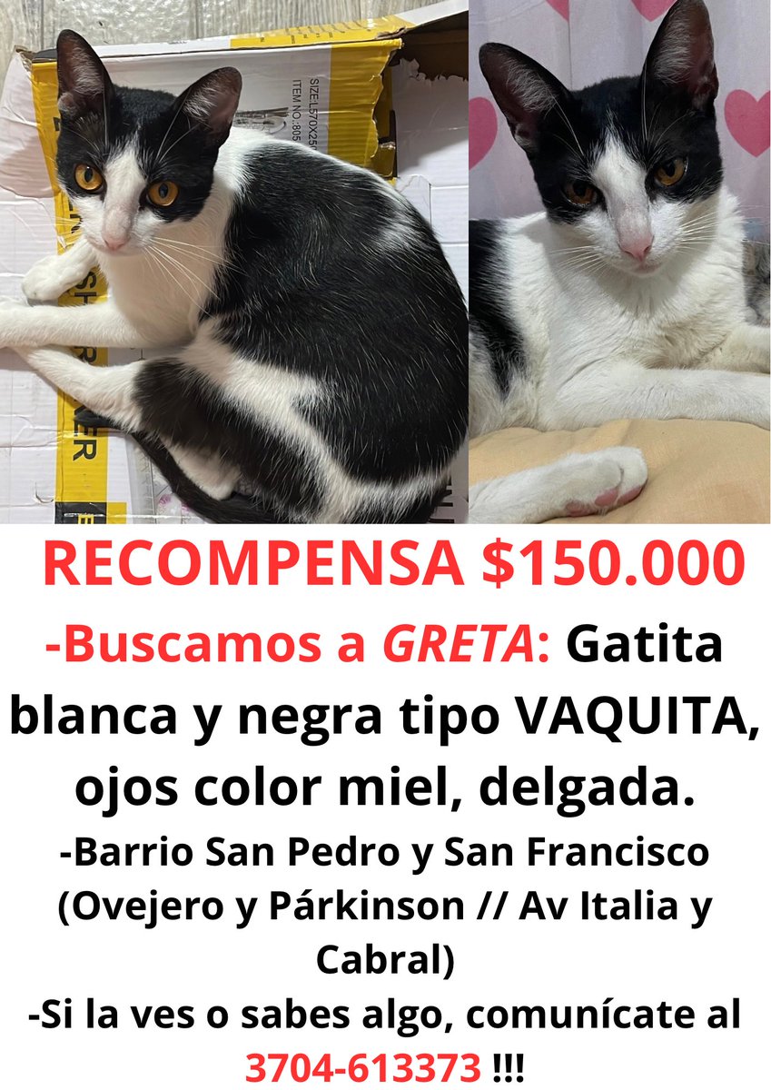Te sigo buscando GRETA 😭 Barrio san Pedro y San Francisco 🙏🏼🙏🏼🙏🏼 cualquier información es de ayuda