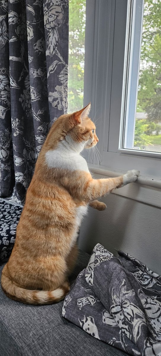 I don't usually sad post on main, but unfortunately my family will be saying goodbye to Lilith/Lily. Lilith was an amazing cat, but our family is not in a situation where we can maintain her and keep a stable home environment. If you could, send pictures of your animals please 🙏