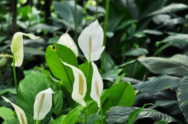 ❤️‍🩹8月30日❤️‍🩹
おはようございます😃
Happy Saturday 💫💕💫

【今日の一言】
孤独を恐れず人生を歩むこと。
それを乗り越えた先に
大きな成長がある。

今日の誕生花
✨ツキミソウ
　無言の愛情、移り気
✨スパティフィラム
　上品な淑女