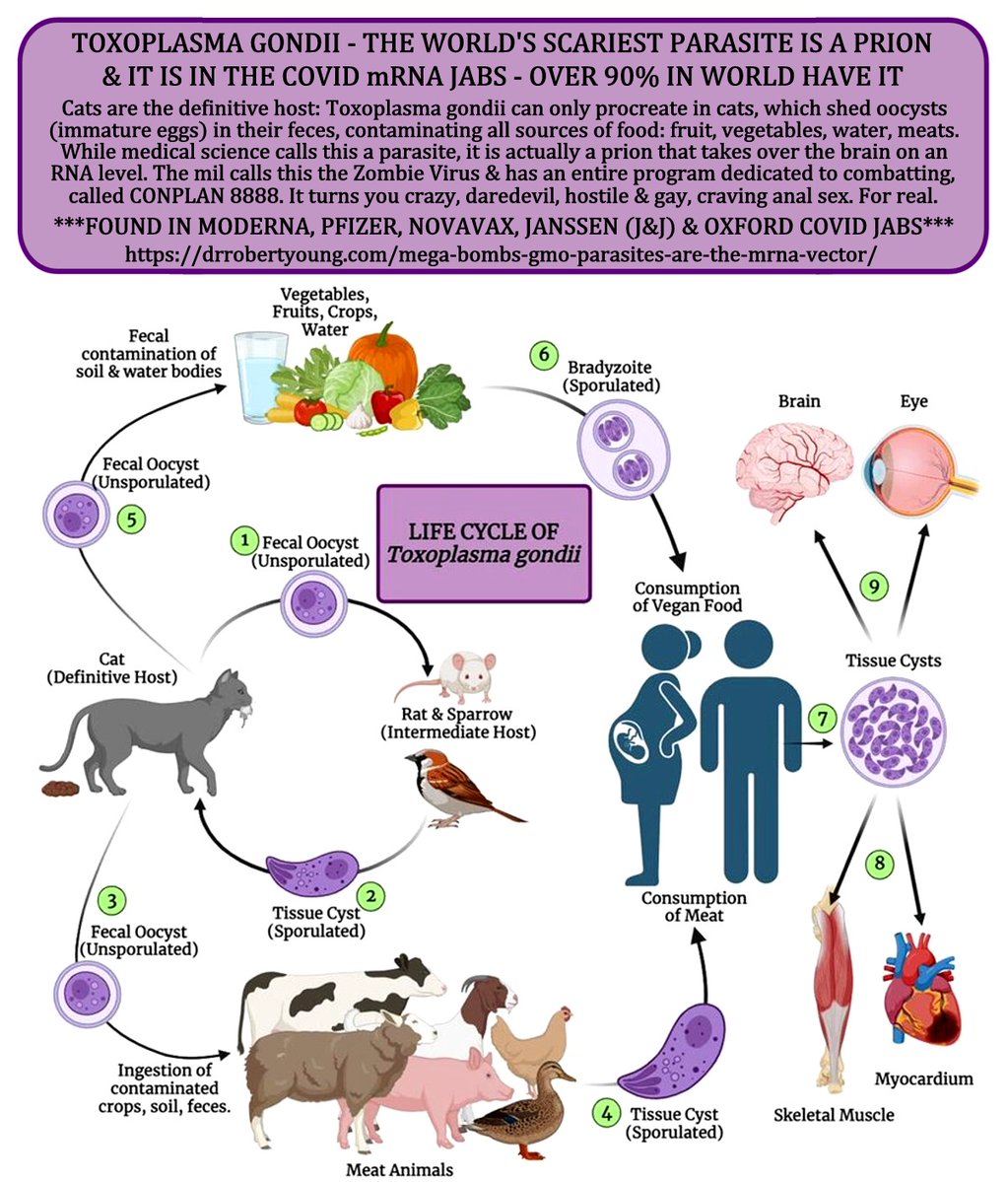 W.R. Schock, QBD (@iontecs_pemf) on Twitter photo <a href="/IfindRetards/">Retard Finder</a> 80.3% of world population was injected with Toxoplasma Gondii brain prions in the jabs that turns you ghey, risk taking, daredevil, hostile & angry. This is lab-proven fact.
Companies that inserted prions:
👉Moderna
👉Pfizer
👉Novavax
👉Janssen
👉Oxford
x.com/IfindRetards/s… <a href="/IfindRetards/">Retard Finder</a> 80.3% of world population was injected with Toxoplasma Gondii brain prions in the jabs that turns you ghey, risk taking, daredevil, hostile & angry. This is lab-proven fact.
Companies that inserted prions:
👉Moderna
👉Pfizer
👉Novavax
👉Janssen
👉Oxford
x.com/IfindRetards/s…