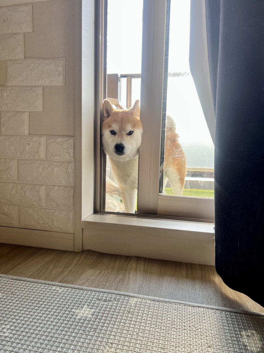シヴァ犬こむぎっす🐾豆シヴァわらび tweet media