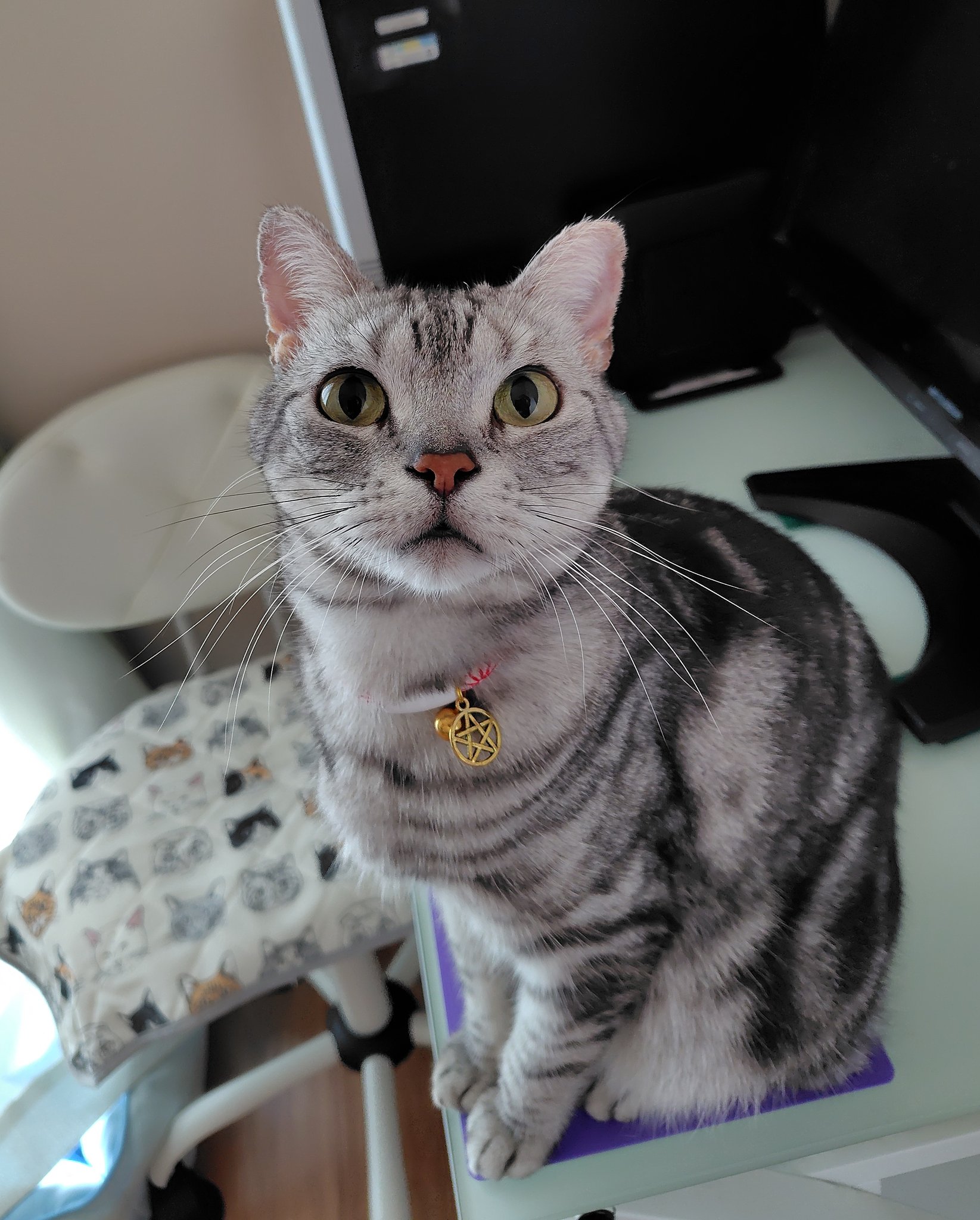 SWAROVSKI アメリカンショートヘア 猫 SWAROVSKI アメリカンショートヘア 猫 SWAROVSKI アメリカン