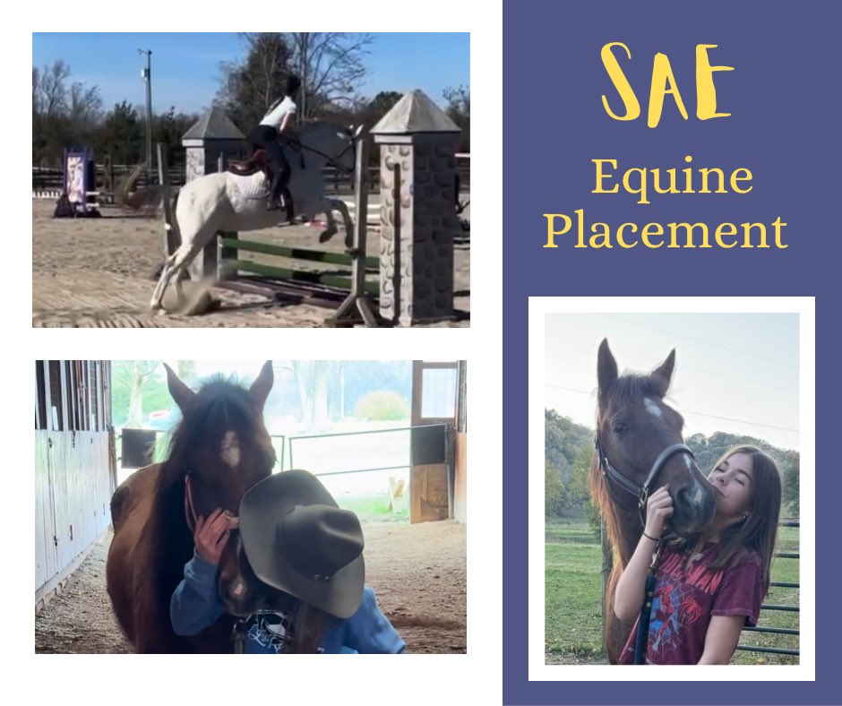 Page High FFA tweet media