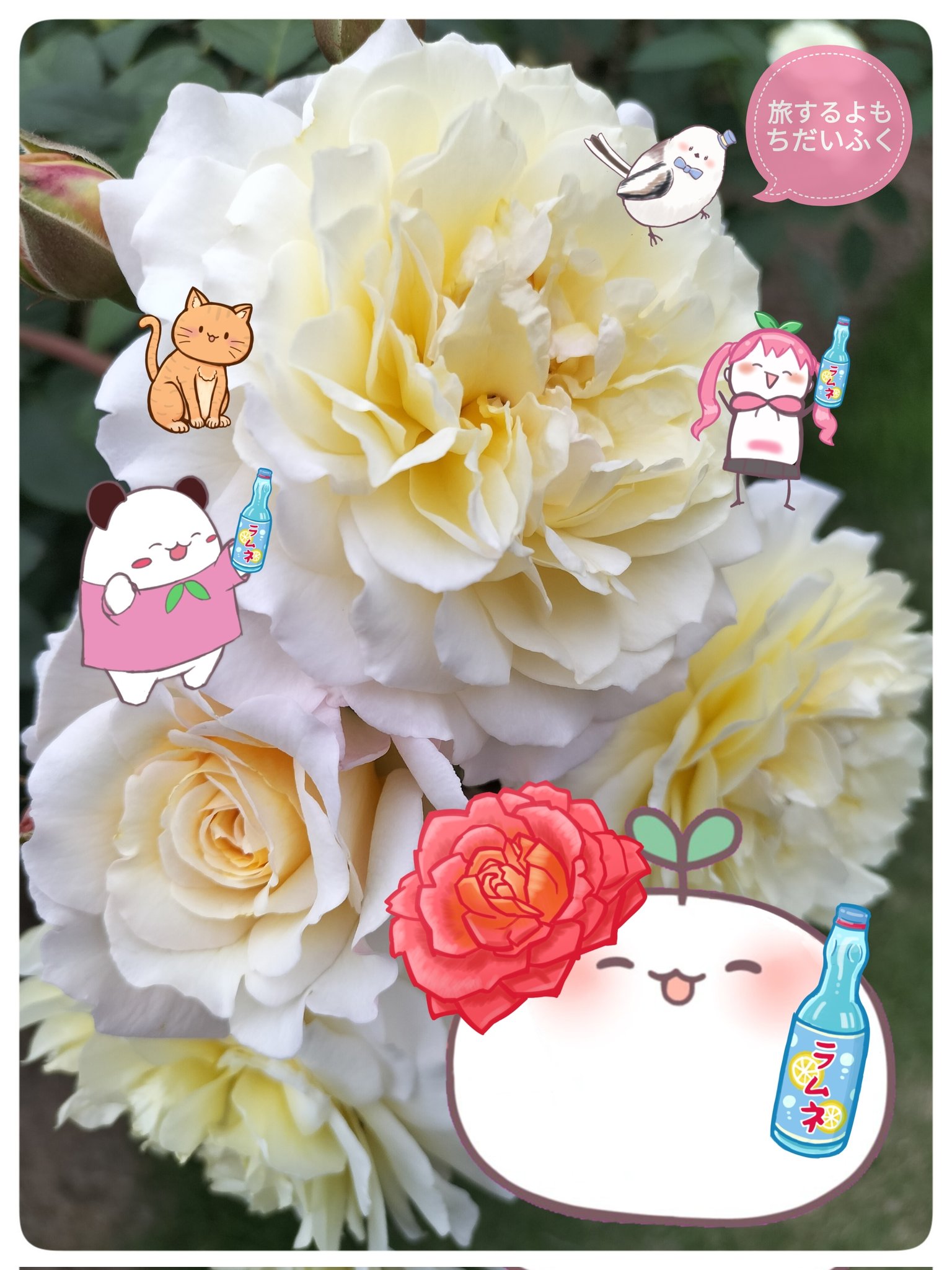 薔薇 ☆*.+゜ ジャガードバラ柄F 切り売り=1m単位 | 布生地専門イワキ