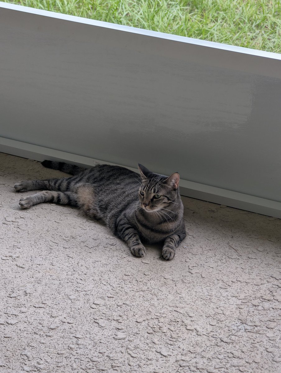 So we screened in our back patio...... She hasn't come inside since they finished it hours ago. She's loving it.