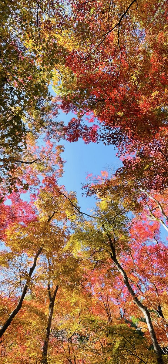 無*◎様 赤背景 生写真 おーけー on X: 