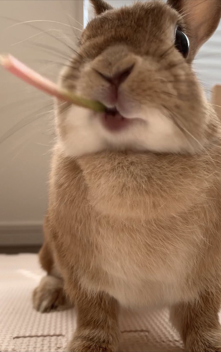 うさおちゃんさま確認ページ♡ Deco on X: 