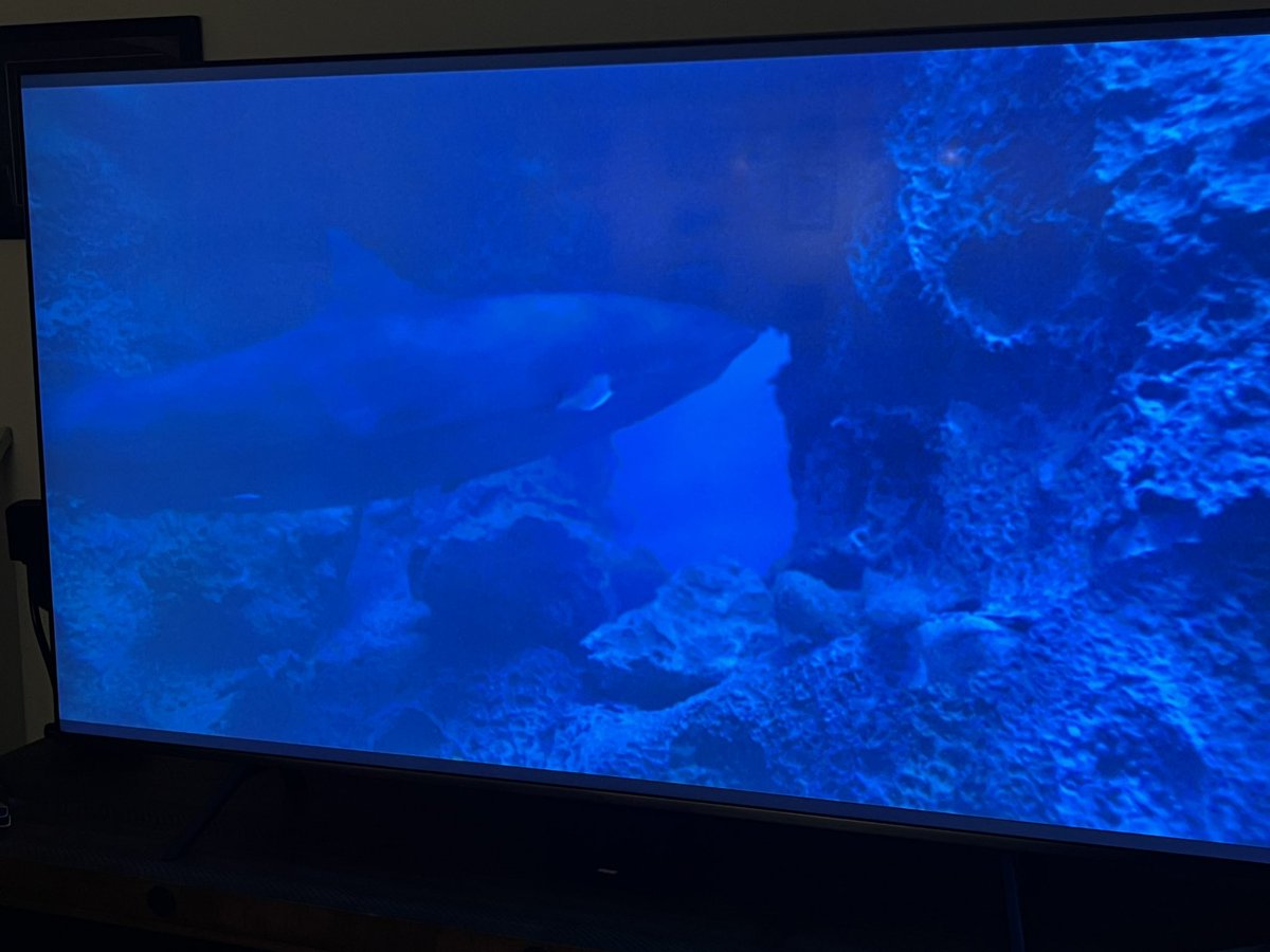 #TheLastShark #NotJaws50th
#Sharksploitation 
#Bluray  <a href="/TreasFilmsUK/">Treasured Films</a>