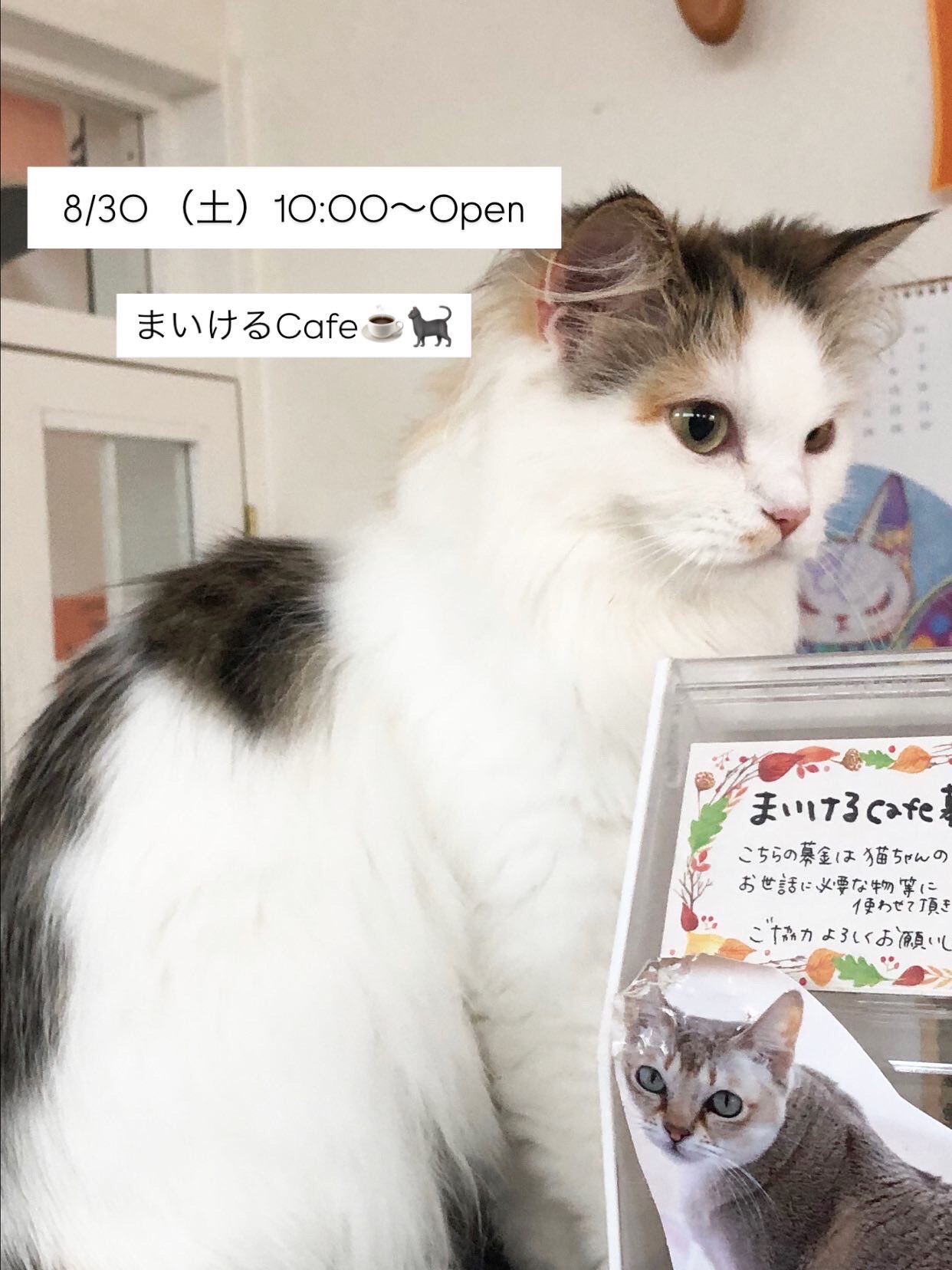 モモンガハウス(猫・カフェ)ボア茶  1800円 猫ハウスまいけるcafe on X: 