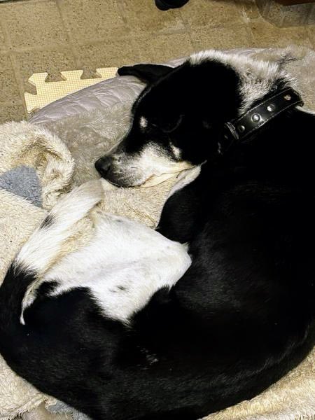 🐶🆘【#静岡県迷子犬】🎈
🔷2025.8.29⏰14時台
🔴静岡県浜松市中央区大瀬町
▶︎遠州鉄道◻️さぎの宮駅付近で迷子になった〝メロ君♂〟を探しています🐾
🍀メロ君発見に皆様のお力をお貸しください🙇‍♂️
#迷子犬 #浜松市迷子犬 #大瀬町
#さぎの宮駅 #メロ君
maigo-pet.net/dog/25035