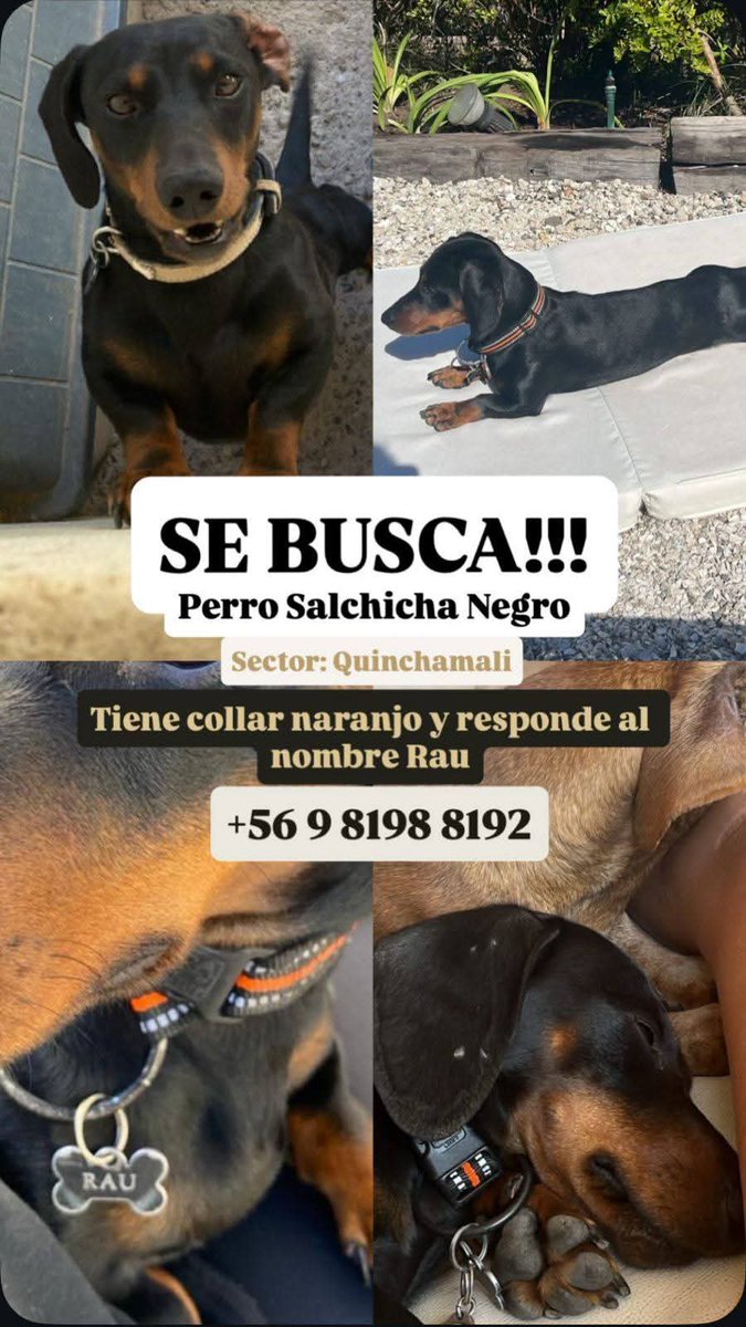 Atención #LasCondes sector #Quinchamalí buscan a Rau. Favor RT