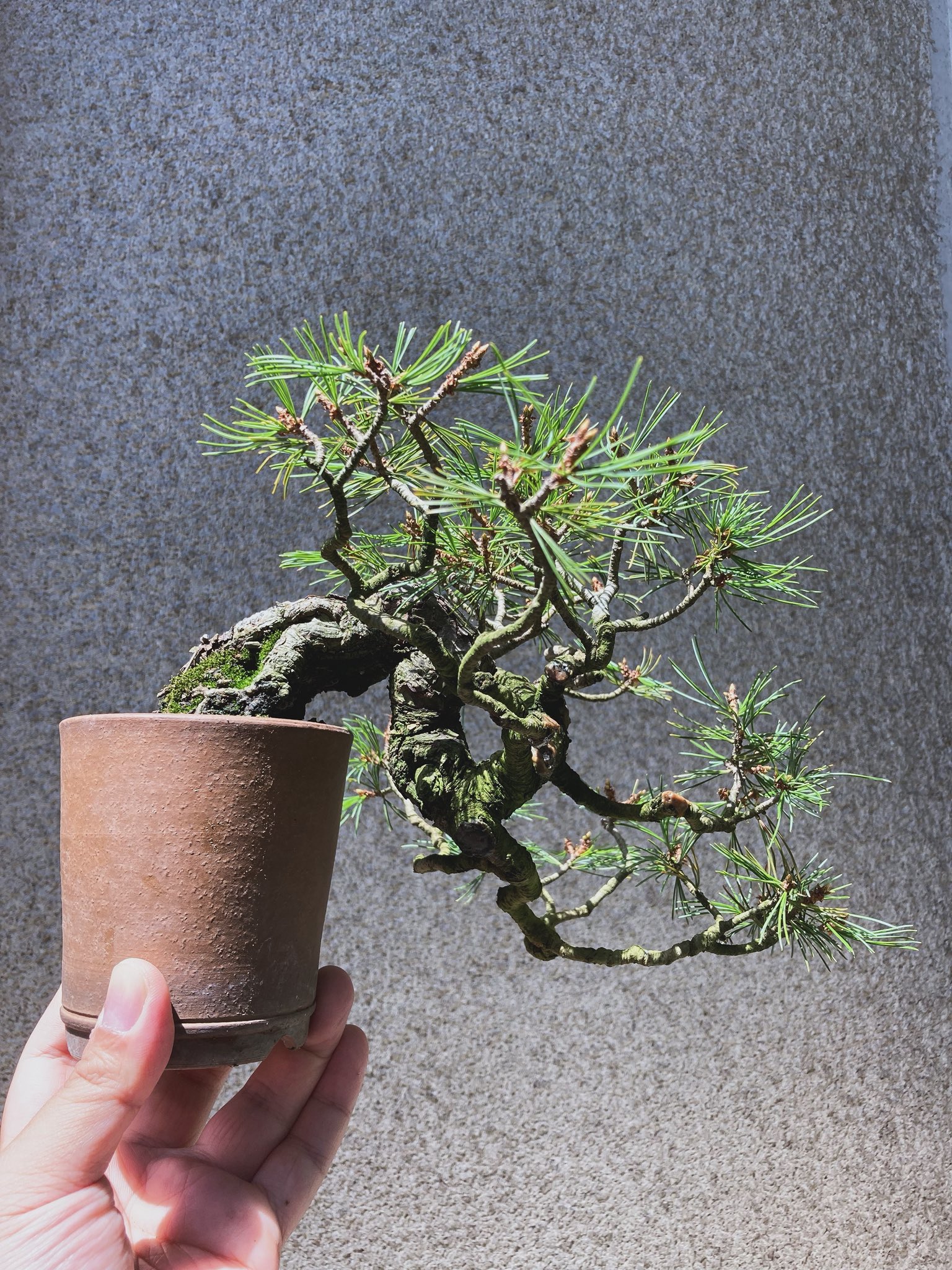 ゴートスカル盆栽 Osaka, Satsuki Kokaen Bonsai Nursery - YouTube