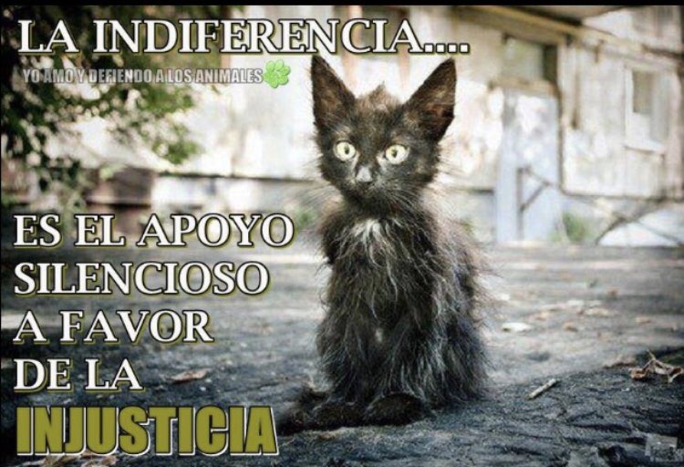 #BuenasNoches A TODOS LOS QUE AMAN, DEFIENDEN, RESPETAN, ADOPTAN Y AYUDAN A LOS ANIMALES!!🙏🙏🐾🐾🐢🐙🐡🐍🦑🐠🦎🦐🦭🦞🐬🦀🐳🐆🦓🦒🦘🐖❤️❤️❤️🌹🌹🌹🌹🇧🇷🇮🇱🇺🇦