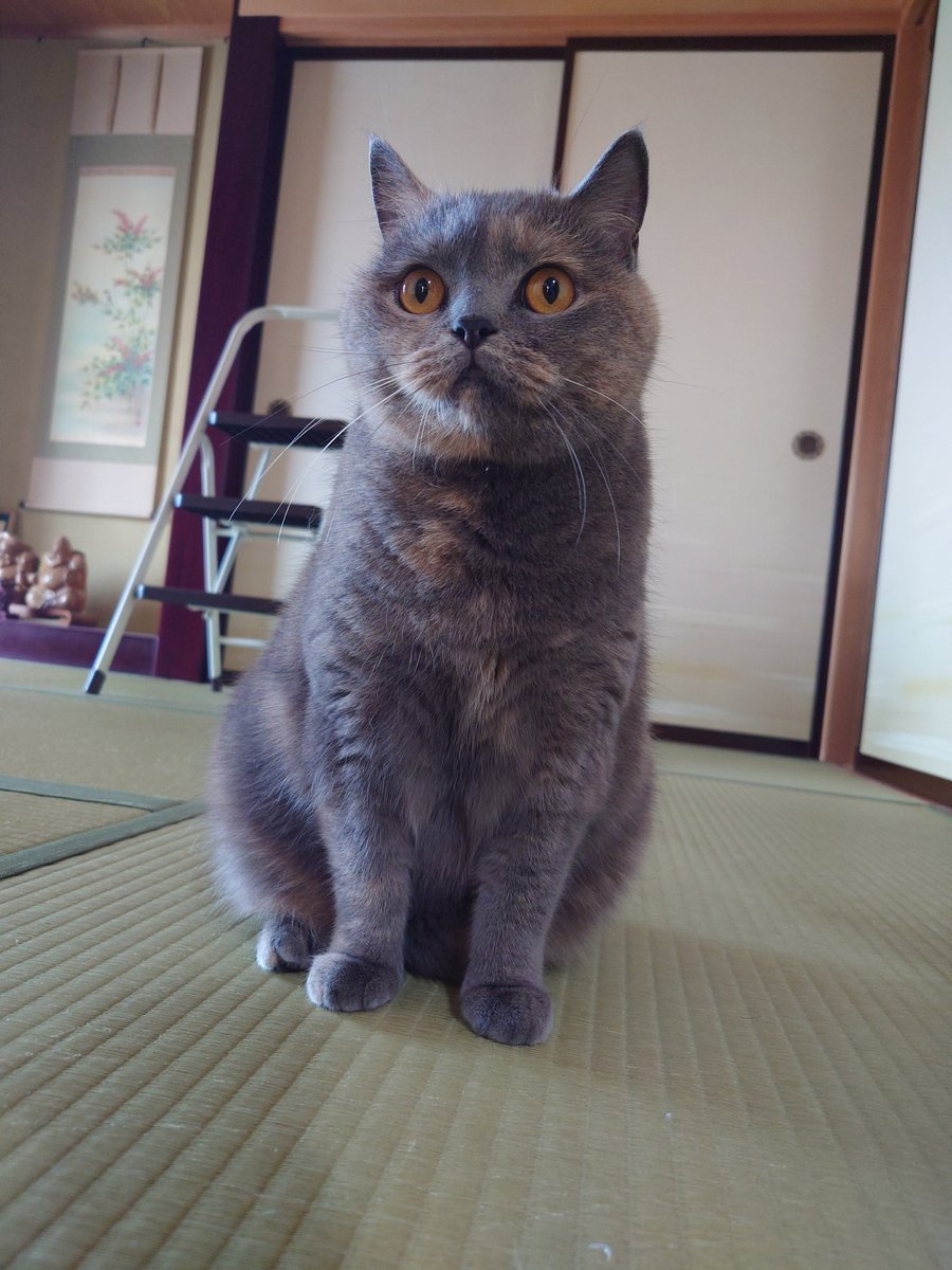 おはモカちゃん
#ブリティッシュショートヘア 
#猫のいる暮らし