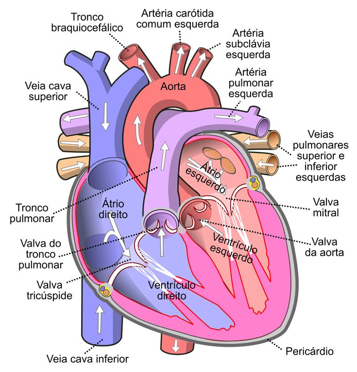quase tive um AVC tentando aprender essa zorra