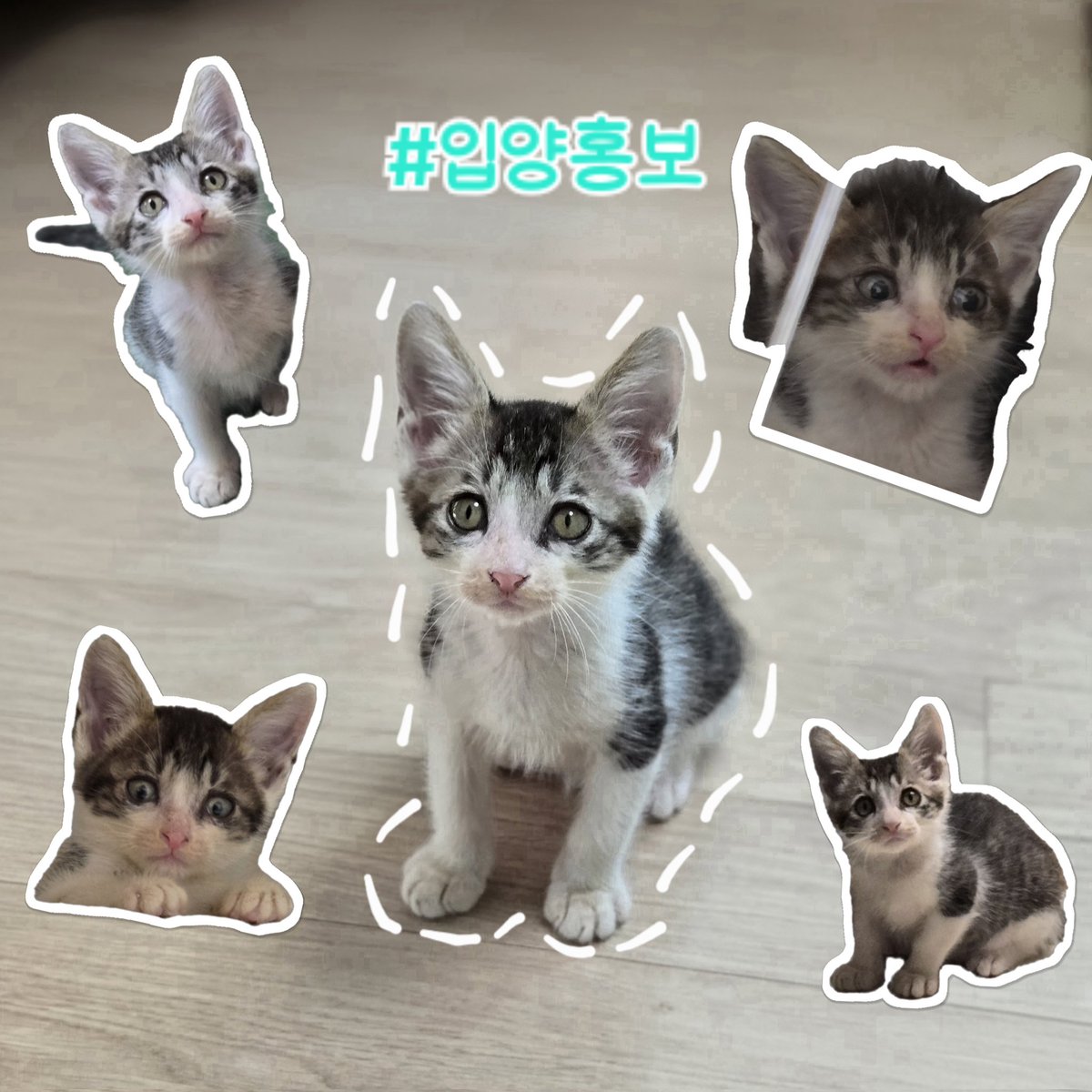 ๊ฐ์กฑ์ฐพ๋ ํฌํฌ (@twotwo_cat) on Twitter photo โจ๏ธํฌํฌ๊ฐ ํ์ ๊ฐ์กฑ์ ๊ธฐ๋ค๋ฆฝ๋๋คโจ๏ธ
ํฌํฌ๋ ์๋ฒฝ์ ์ด์ ์ค ์ฐจ๋ ํ๊ฐ์ด๋ฐ๋ก ๋ฐ์ด๋ค์ด ๊ตฌ์กฐํ๊ฒ ๋์ด์ ๊ตฌ์กฐ ์งํ์๋ ๋๋ ์์ข๊ณ ๋๋ฌด ๋ง๋ฅธ์์ด๊ฐ ์ ๋จน์ง๋ ์์ ๊ฑฑ์ ์ด ๋ง์์ง๋ง ์ง๊ธ์ ์์ฃผ ๊ฑด๊ฐํด์ ๋ฌด๋ญ๋ฌด๋ญ ์๋ผ๊ณ ์๋ ์ค์ด๋ผ ๋นจ๋ฆฌ ๊ฐ์กฑ์ ๋ง๋๊ฒ ํด์ฃผ๊ณ ์ถ์ต๋๋ค!
#์๊นฝ์ด์
์ํ๋ณด#ํฌํฌ โจ๏ธํฌํฌ๊ฐ ํ์ ๊ฐ์กฑ์ ๊ธฐ๋ค๋ฆฝ๋๋คโจ๏ธ
ํฌํฌ๋ ์๋ฒฝ์ ์ด์ ์ค ์ฐจ๋ ํ๊ฐ์ด๋ฐ๋ก ๋ฐ์ด๋ค์ด ๊ตฌ์กฐํ๊ฒ ๋์ด์ ๊ตฌ์กฐ ์งํ์๋ ๋๋ ์์ข๊ณ ๋๋ฌด ๋ง๋ฅธ์์ด๊ฐ ์ ๋จน์ง๋ ์์ ๊ฑฑ์ ์ด ๋ง์์ง๋ง ์ง๊ธ์ ์์ฃผ ๊ฑด๊ฐํด์ ๋ฌด๋ญ๋ฌด๋ญ ์๋ผ๊ณ ์๋ ์ค์ด๋ผ ๋นจ๋ฆฌ ๊ฐ์กฑ์ ๋ง๋๊ฒ ํด์ฃผ๊ณ ์ถ์ต๋๋ค!
#์๊นฝ์ด์
์ํ๋ณด#ํฌํฌ
