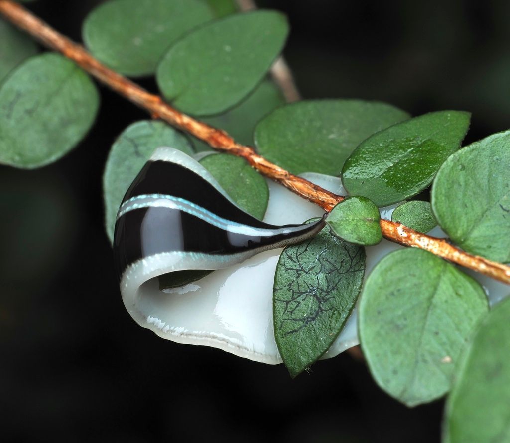 There's no shortage of stunning flatworms — both in the sea and on land. This is one of the land-dwellers, possibly the species Australopacifica splendens!

📷 commoncopper on iNaturalist
📍 New Zealand
🔗: inaturalist.org/observations/3…
#ObservationOfTheDay #InverteFest