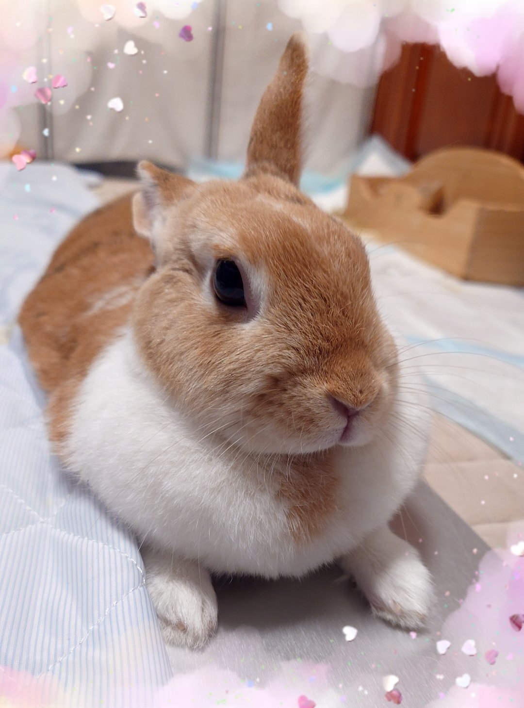 きなこうさぎ おまとめ ?media_id=3082010565757922516