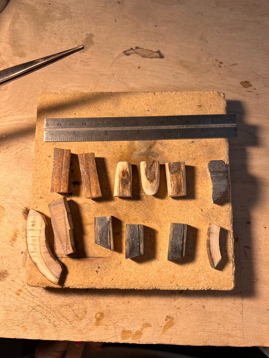 IlauraLongley's tweet image. #FossilFriday 

Woolly tusks come in all color variations and sizes. 🦣

#fossils #friday #tusks #alaska2025