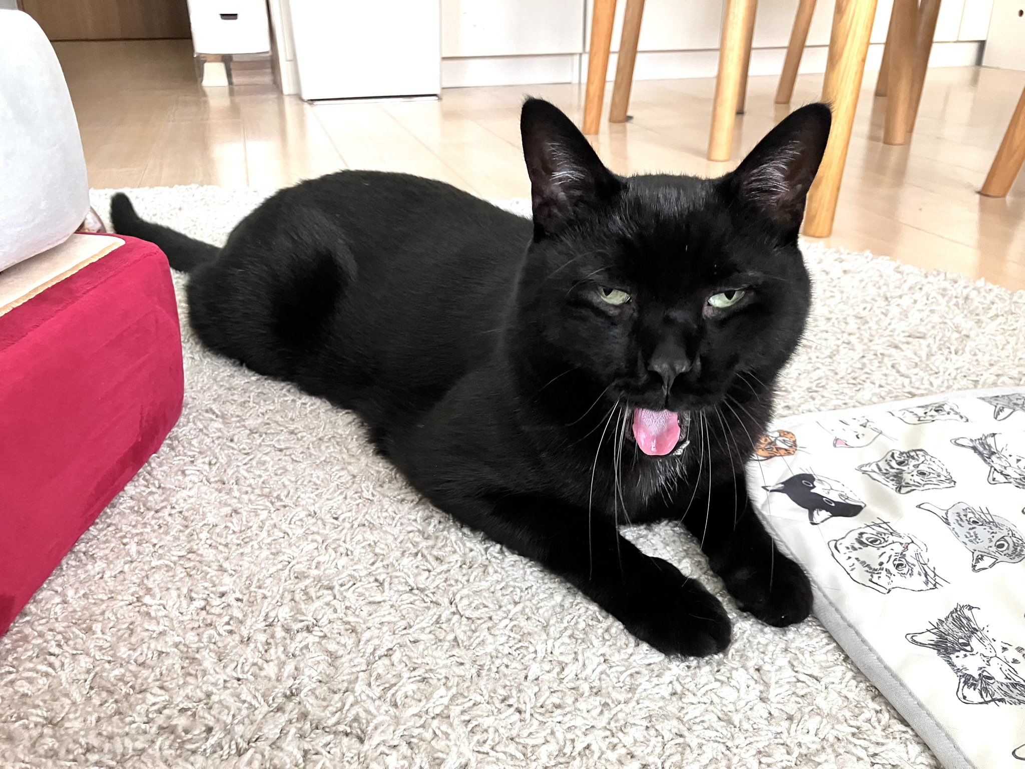 黒猫ちゃん　おめでとう 楽天市場】たまちゃんクッション(猫グッズ ネコ雑貨 ねこ柄
