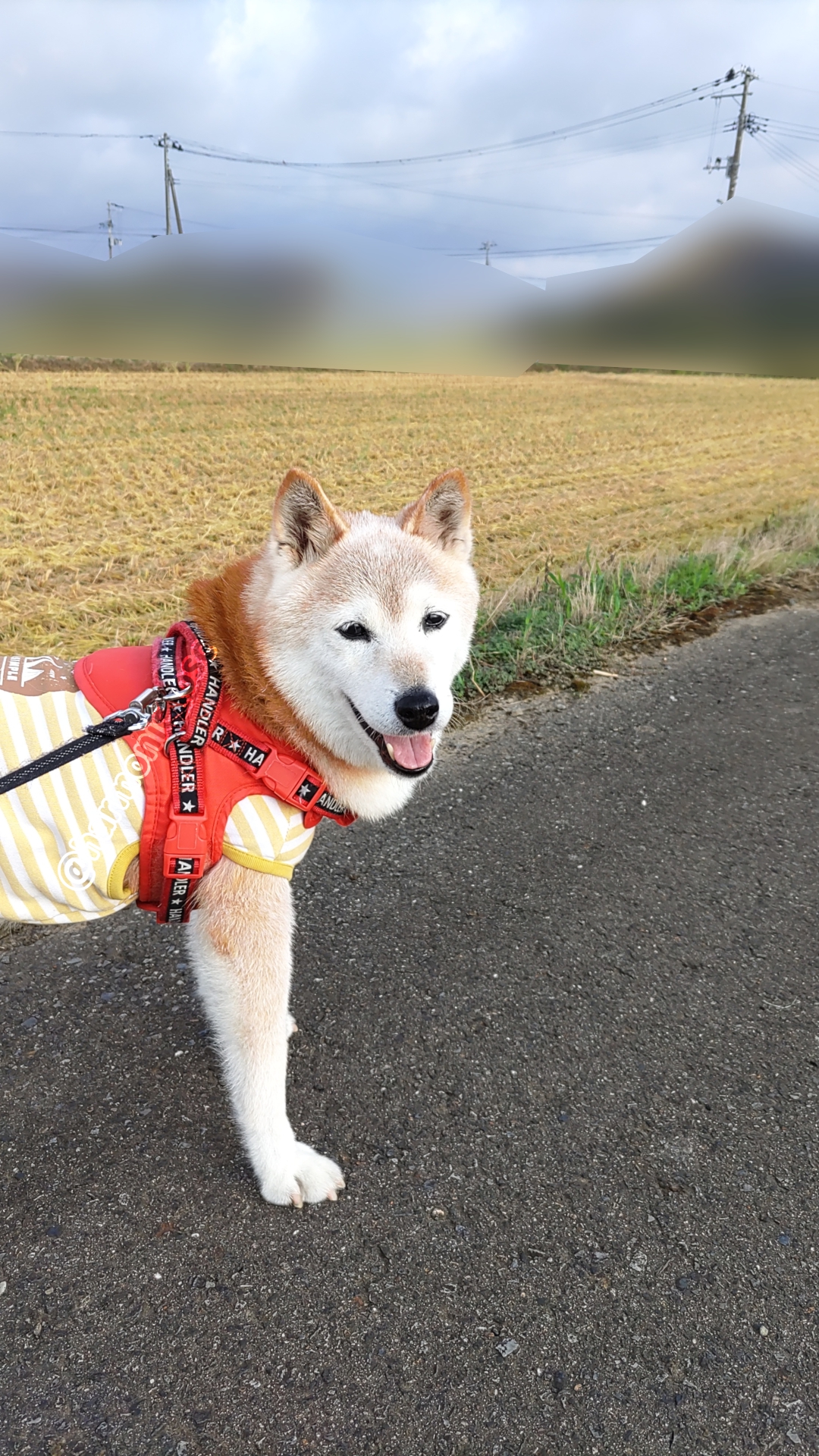 大柴さん専用 大柴さん専用 大柴さん専用 男性に人気！ Adidas ZX Kabob Japanese