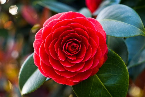 jonh1434's tweet image. 🌱 كثير من الناس يشتري شتلات مستوردة لورود أو نباتات غالية
💔 ثم يتفاجأ أنها تموت بعد الزراعة بالمنزل
🤔 وما يعرف السبب؟
🧪 السبب: قلوية التربة في الشرق الأوسط
🚫 بعض النباتات ما تعيش إلا في تربة حمضية
🌸 مثل زهرة الكاميليا (شتلتها توصل 300 ريال)
🍓 أو التوت البري
💡 طيب وش الحل؟…