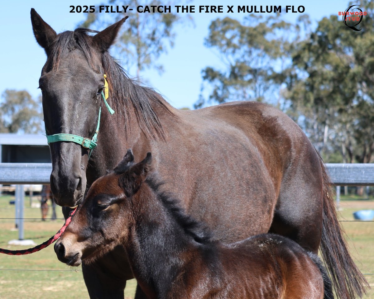Burwood Stud tweet media
