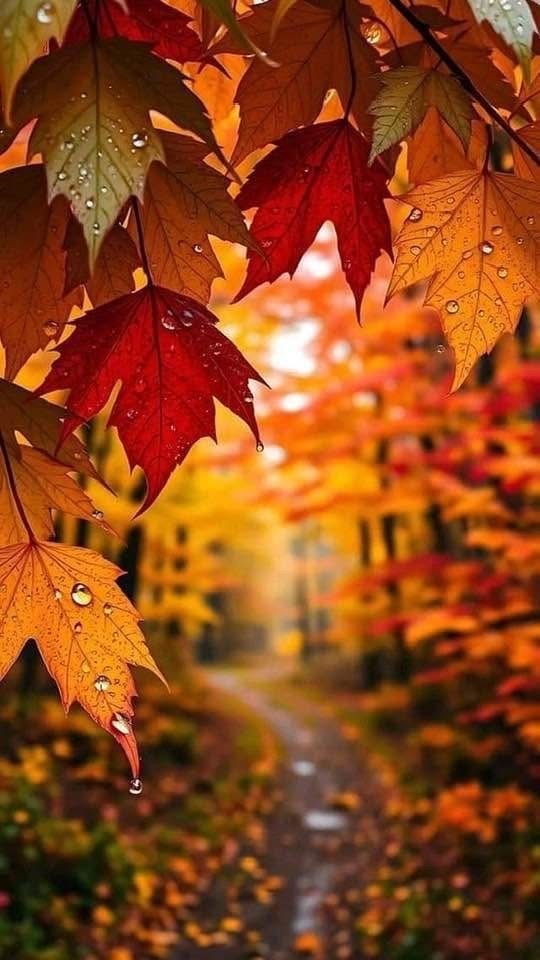 Wild🌻Flower (@shalompeace921) on Twitter photo Looking out
Into the lovely courtyard
Full of my sisters & brothers
Preparing to let go
In order to dress up
In their magical ~ colorful attire
Ready🍂ing
To Celebrate Autumn
My favorite time of year
Disposing of the unnecessary
🧵
<a href="/melanie_korach/">Melanie Korach🇨🇦</a> Looking out
Into the lovely courtyard
Full of my sisters & brothers
Preparing to let go
In order to dress up
In their magical ~ colorful attire
Ready🍂ing
To Celebrate Autumn
My favorite time of year
Disposing of the unnecessary
🧵
<a href="/melanie_korach/">Melanie Korach🇨🇦</a>