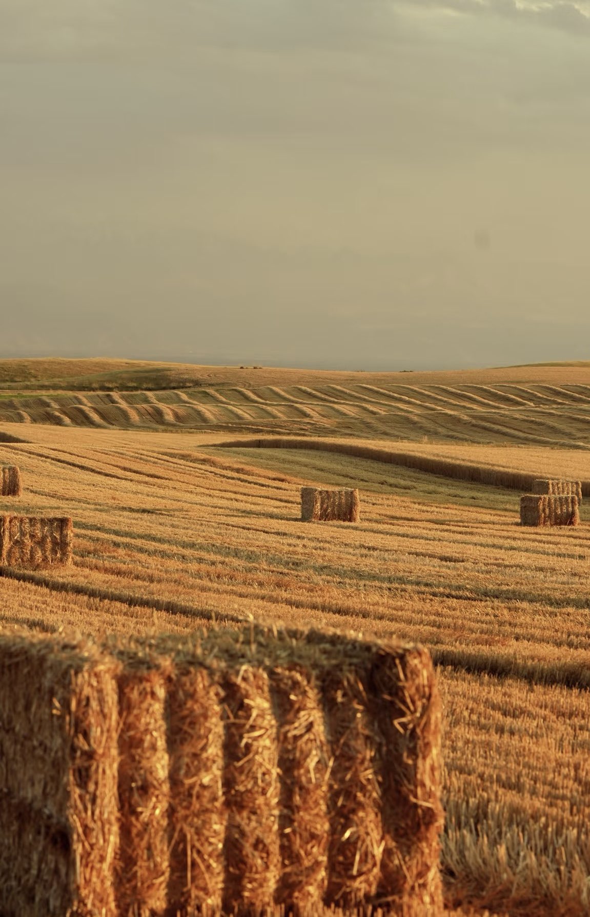 河盛好昭 『秋』 油彩画 F4 Autumn Charm - 阳江市雅墨轩文化传媒有限公司