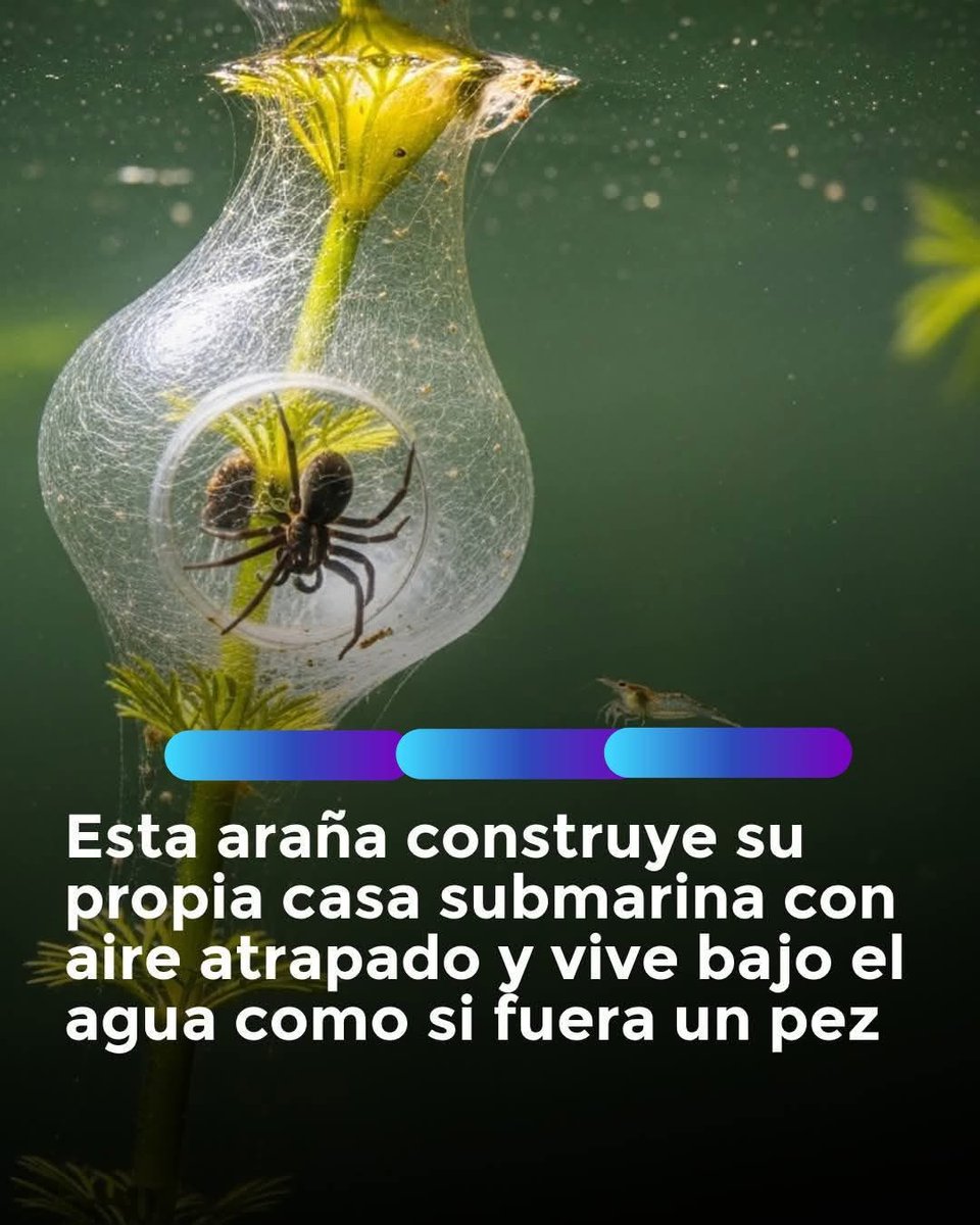 Esta araña vive debajo del agua, increíble, pero cierto!