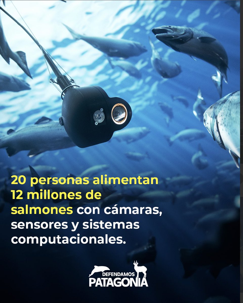 🚨 ¡ALERTA EN PATAGONIA! 🚨 
(1/2)
La salmonera china Australis Seafoods está despidiendo trabajadores en el sur de Chile, mientras implementa un sistema de alimentación remota para sus salmones. 

😱 En un intento por cumplir con regulaciones ambientales tras autodenunciarse por