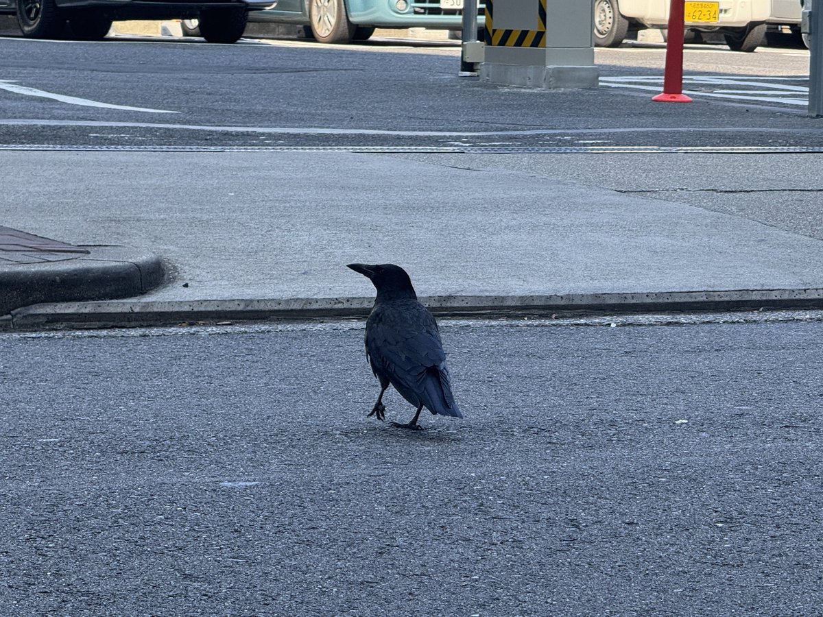 ﾅｺﾞﾔｶﾗｽ🐦‍⬛