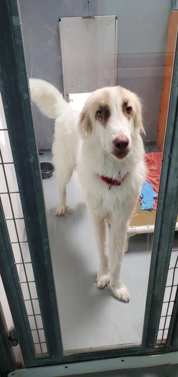 These are just 2 of over 500 animals with waived adoption fees waiting to meet you this weekend!

Every adoptable shelter pet is fee-waived, including puppies and kittens.

📍 655 N Mojave Rd
 🕚 11am–7pm (waitlist opens at 8am via QR code on our adoption lobby door!)