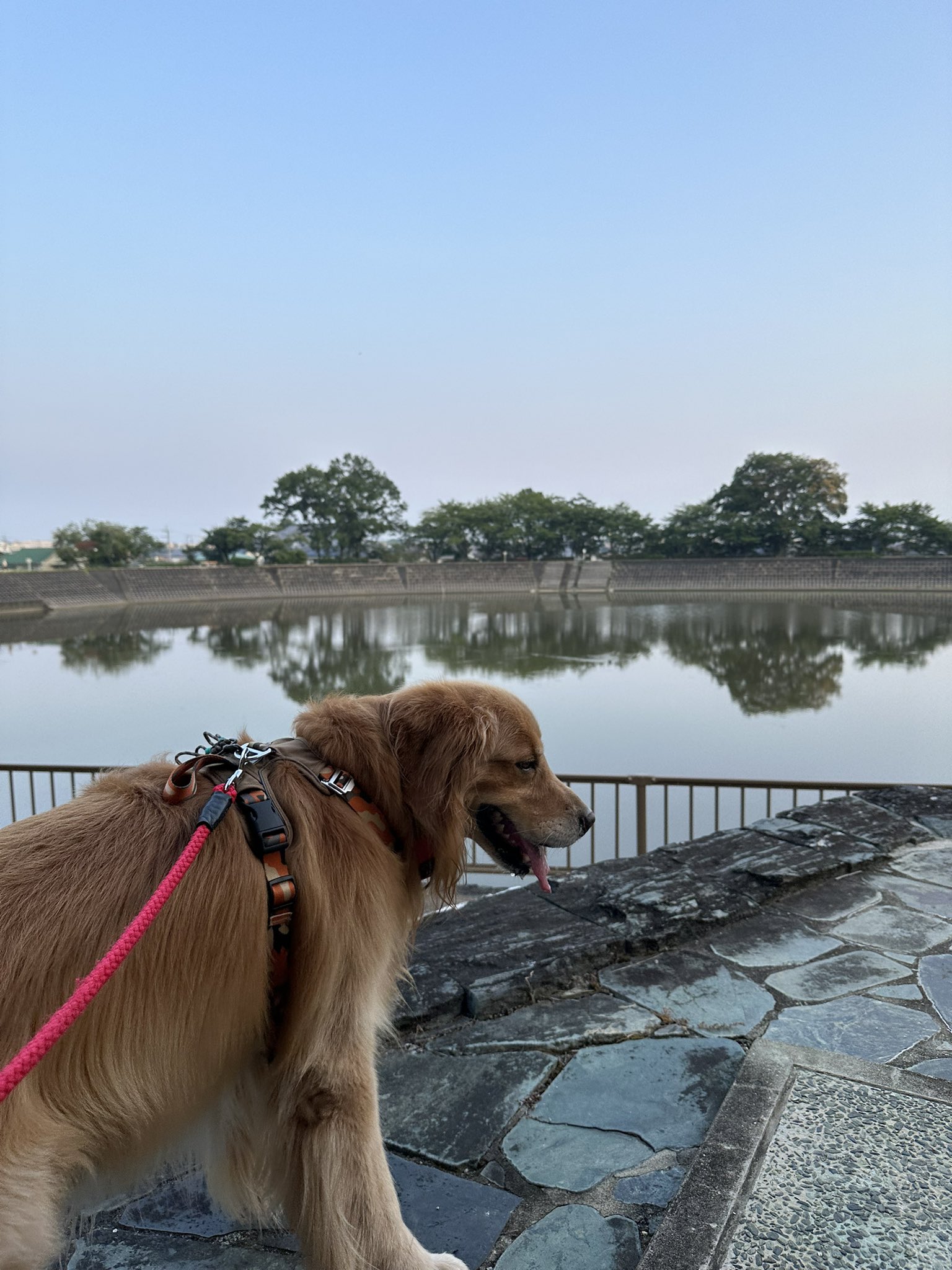 ルーク様ご相談 ルークパパ🐾 (@monmon5121) / X