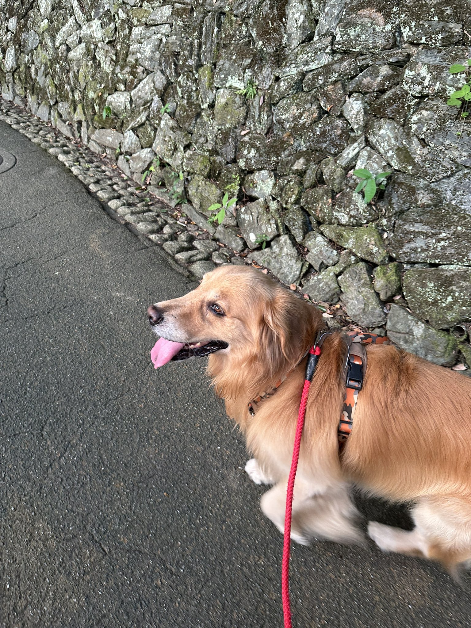 ルーク様ご相談 ルークパパ🐾 (@monmon5121) / X