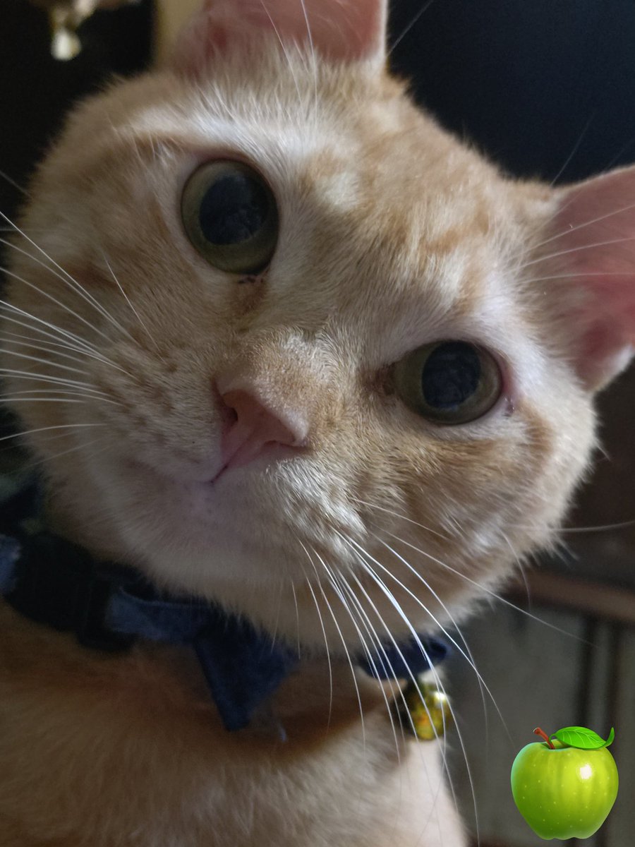 8/30(土)晴れ☀
おはニャ😸🐾💖
今日も猛暑みたいですニャ🙀💦
みんにゃ水分補給しっかりニャ😸
元気に過ごしてくださいニャ
😽🐾💖