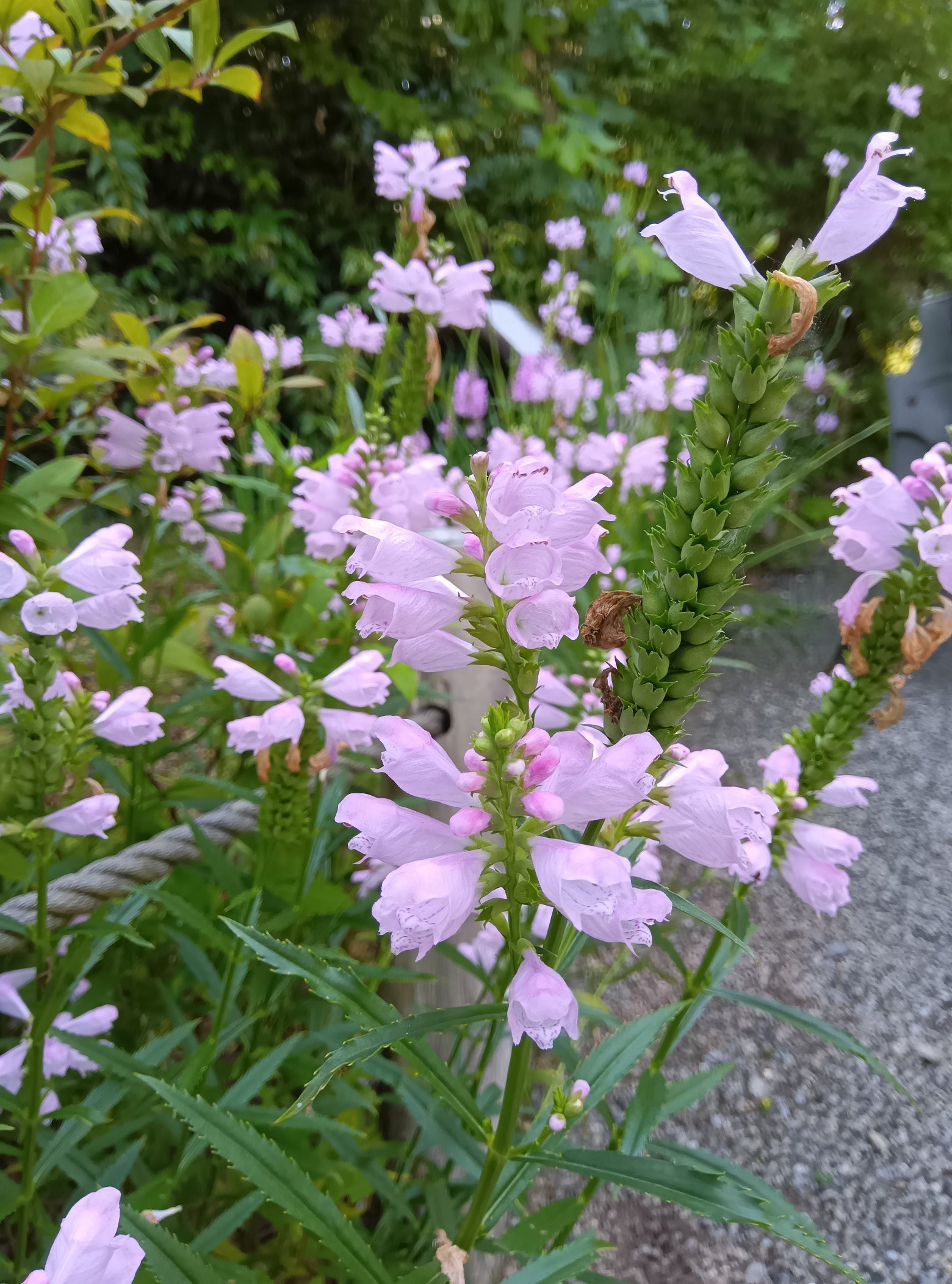 箱根湿生花園 on X: 