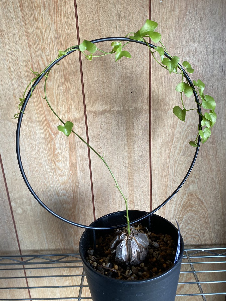 真夏に目覚めた亀甲竜。
気づけばこんなにも伸びてきました。
このまま見応えのあるわさわさを見せてくれると嬉しいのですが。