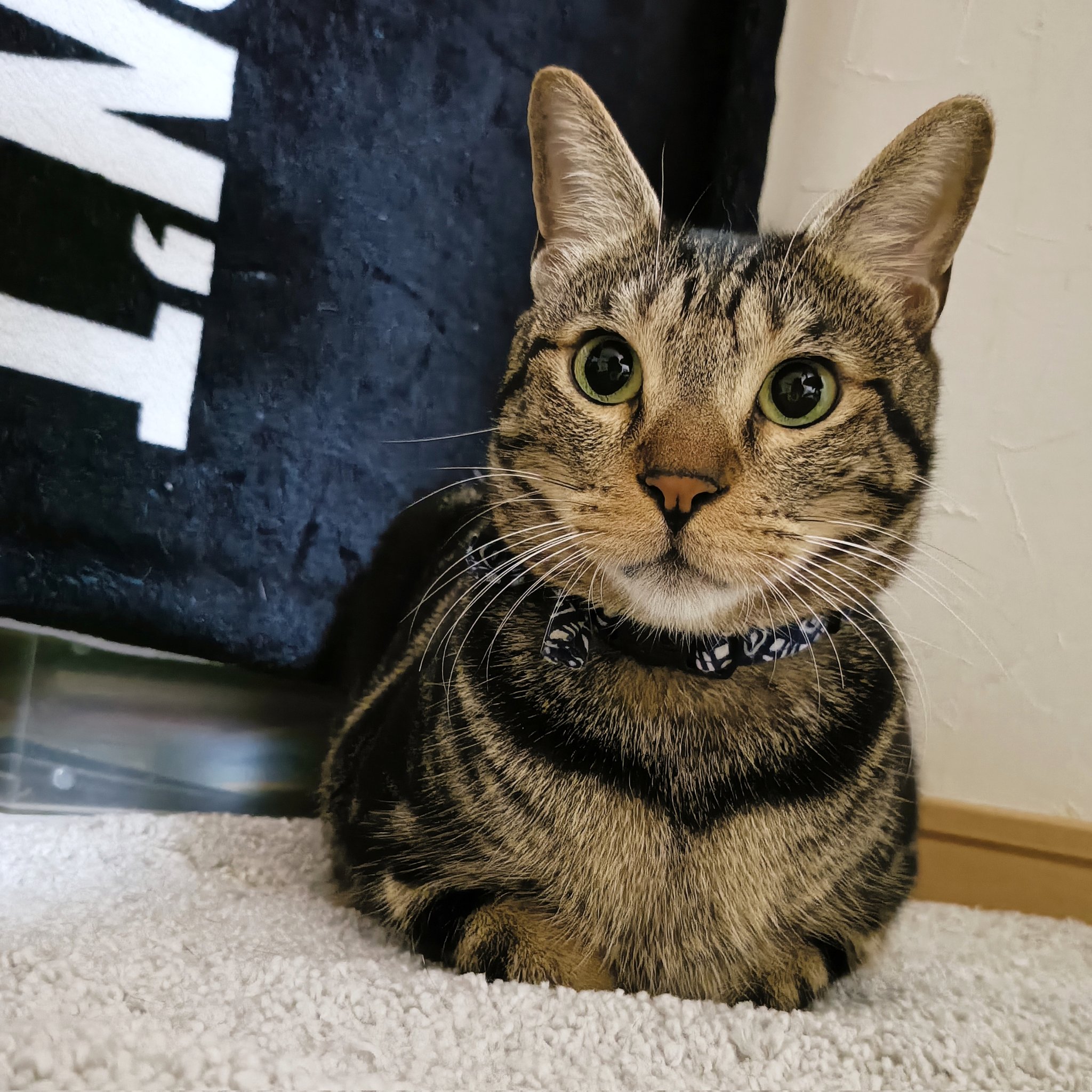 猫水ぬこ on X: 