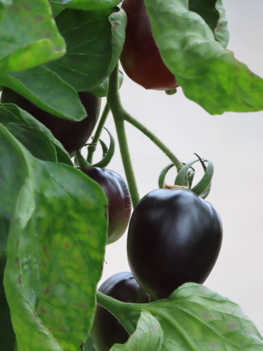 goth tomatoes  #gothtomatoes