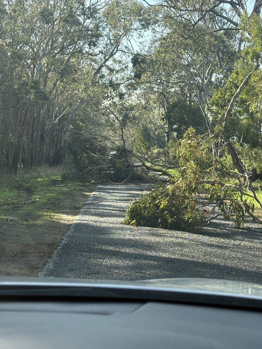 A series of fallen trees interrupted my first listen of Instant Classics <a href="/wmarybeard/">mary beard</a>  - will have to savour it then!