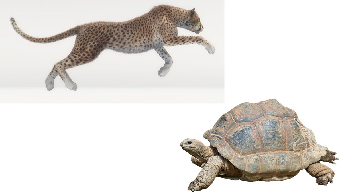 PrestigeCoachin's tweet image. What’s your speed spirit animal? 🐆🏃‍♀️
Are you as fast as a cheetah or as determined as a tortoise? Take this fun quiz and find out which speedy animal matches your personality! Check here: tinyurl.com/5x7krzvp

#PersonalityQuiz #SpeedyAnimals #FunBreak