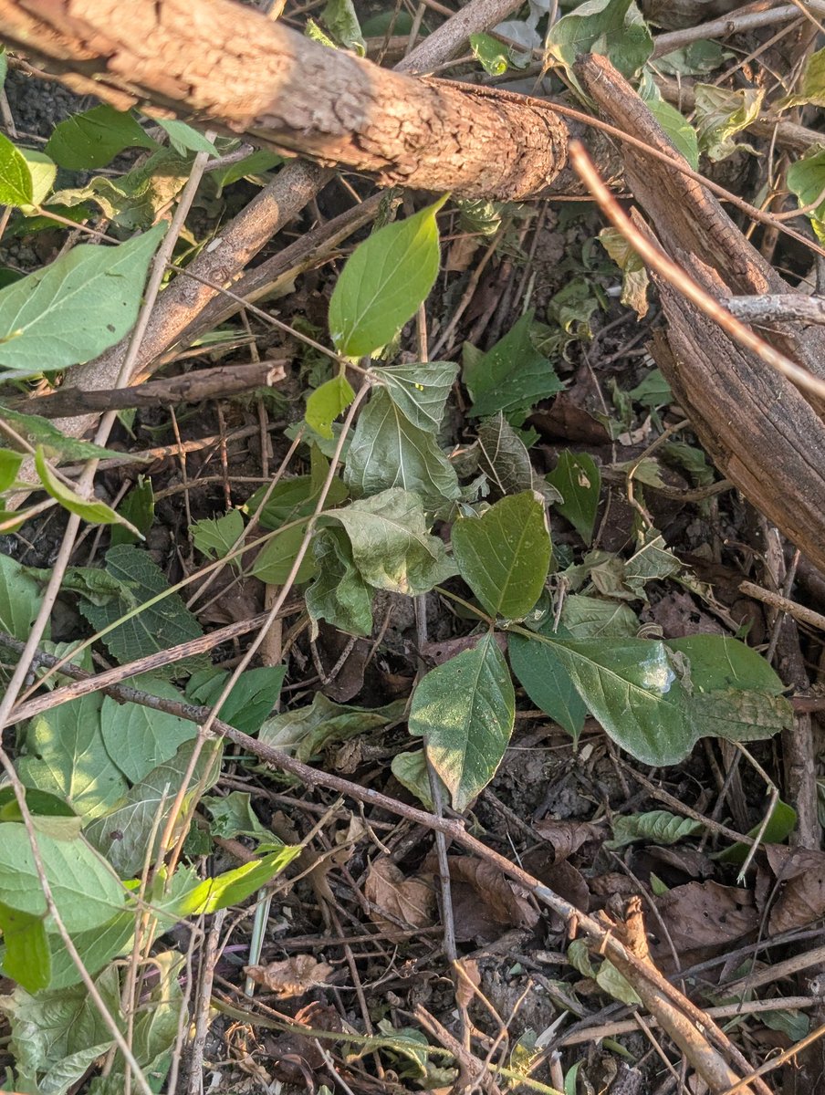 Pondbear522's tweet image. Leaves of 2, friend of Jack

Leaves of 3.... itchy butt crack

I&apos;m so cooked pocket fam 😐 #concern