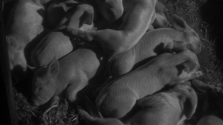 solarshoot's tweet image. 