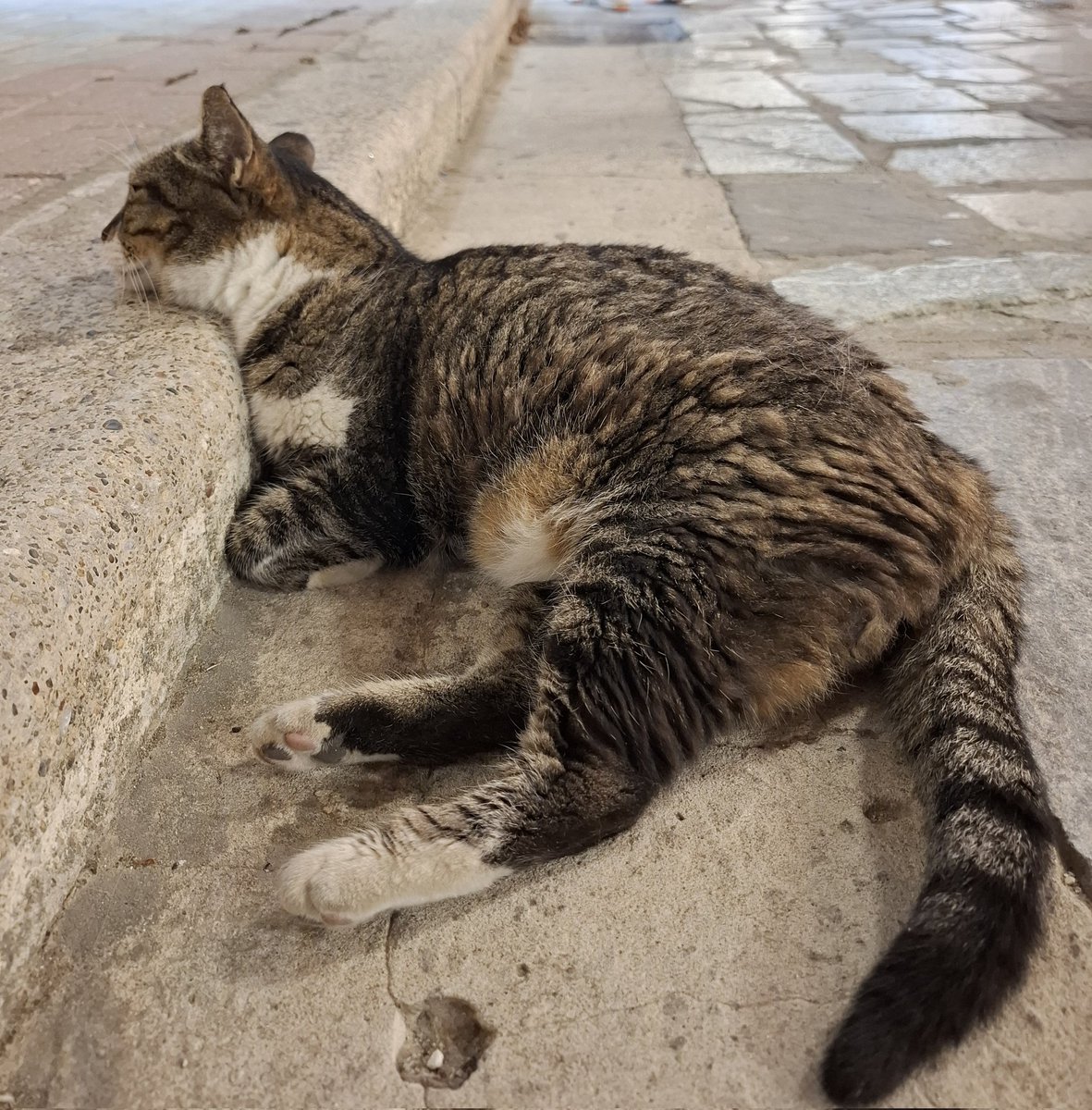 Grecki kotek 😺
Dzień dobry 🇬🇷