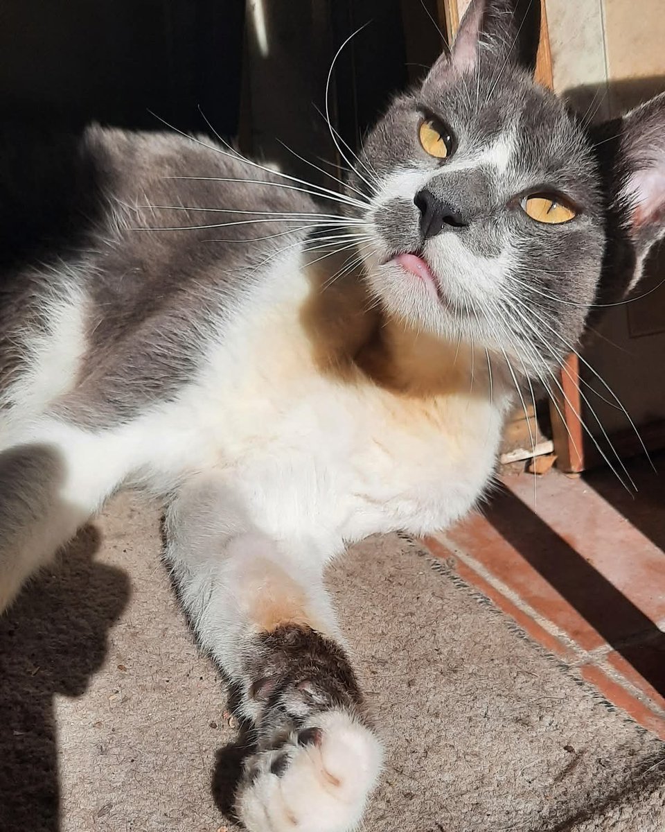 GATITO EN ADOPCION EN CONSITUCIÓN

Gatito castrado, re cariñoso. 
Nancy 156 154 8262 

#GatitosenadopciondefansZONACABA