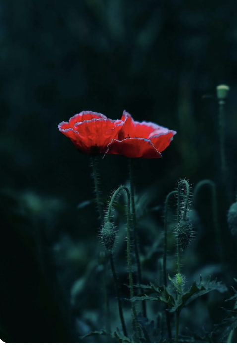 Pippa Ettore tweet media